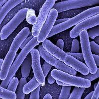 How Long Does it Take UV to Kill Bacteria in Water?