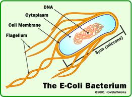 How to submit water sample for bacteria test | The Water Filter Estore
